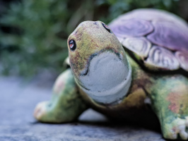 turtle 2026.03 dt