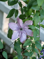 clematis 2026.01 dt