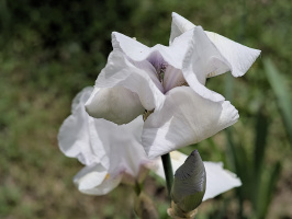 iris aphilae 2026.014 dt
