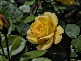 rosa centifolia 2026.13 dt