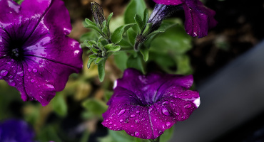 petunia 2026.01 dt m10