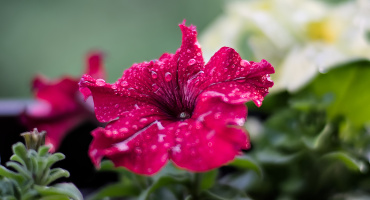 petunia 2026.02 dt m10
