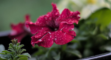 petunia 2026.03 dt m10