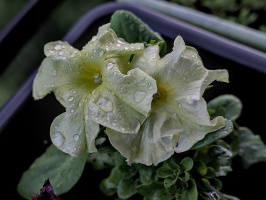petunia 2026.05 dt m10