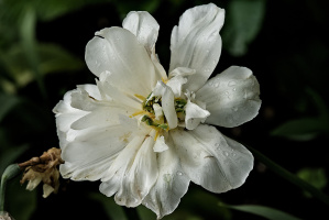 la tulipes 2026.157 dt