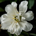 la tulipes 2026.157 dt