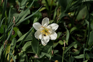 la tulipes 2026.159 dt