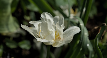la tulipes 2026.160 dt