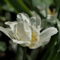 la tulipes 2026.160 dt