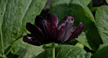 la tulipes 2026.161 dt