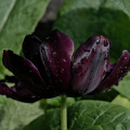 la tulipes 2026.161 dt