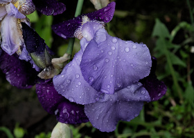 iris aphilae 2026.015 dt