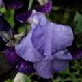 iris aphilae 2026.015 dt