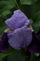 iris aphilae 2026.016 dt