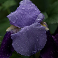 iris aphilae 2026.016 dt