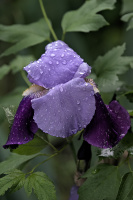 iris aphilae 2026.018 dt