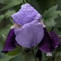 iris aphilae 2026.018 dt