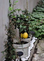 lemon tree 2026.01 dt