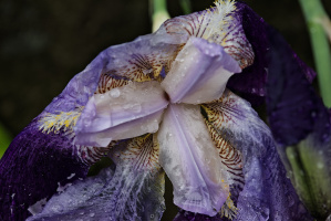 iris aphilae 2026.019 dt