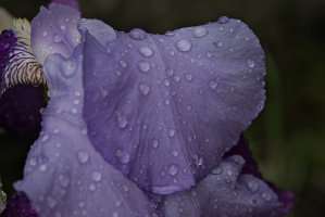 iris aphilae 2026.020 dt