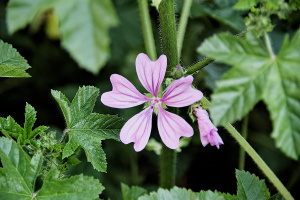 flower 2026.01 dt sd1