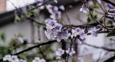 blossoms 2026.02 dt sd1