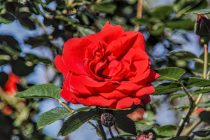 rosa centifolia 2026.14 dt