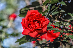 rosa centifolia 2026.15 dt