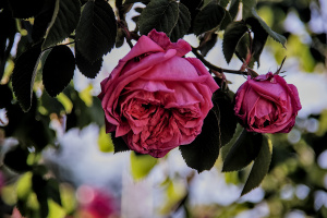 rosa centifolia 2026.16 dt
