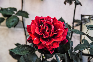 rosa centifolia 2026.17 dt