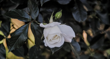 rosa centifolia 2026.18 dt