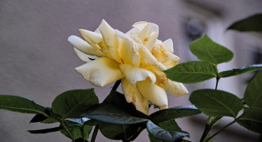 rosa centifolia 2026.20 dt