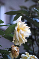 rosa centifolia 2026.21 dt sd1