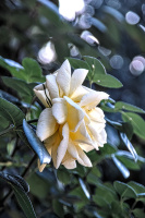 rosa centifolia 2026.22 dt