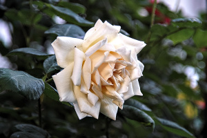 rosa centifolia 2026.23 dt