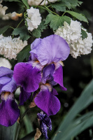 iris aphilae 2026.023 dt