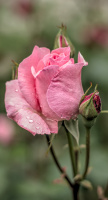 rosa centifolia 2026.25 dt