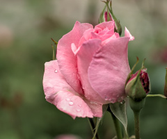 rosa centifolia 2026.24 dt