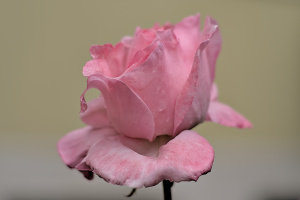 rosa centifolia 2026.26 dt