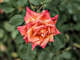 rosa centifolia 2026.27 dt