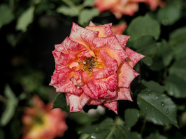 rosa centifolia 2026.28 dt
