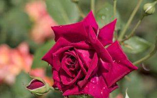 rosa centifolia 2026.29 dt