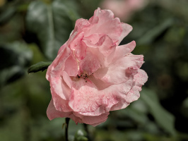 rosa centifolia 2026.30 dt