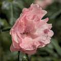 rosa centifolia 2026.30 dt