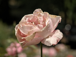 rosa centifolia 2026.31 dt