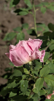 rosa centifolia 2026.32 dt