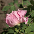 rosa centifolia 2026.32 dt
