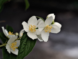 philadelphus 2026.01 dr
