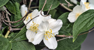philadelphus 2026.02 dr