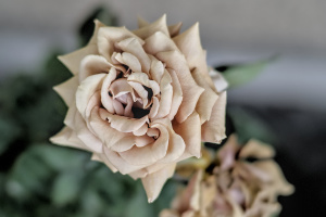 rosa centifolia 2026.32 dt